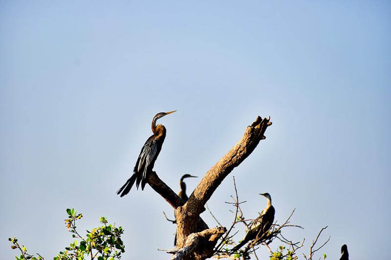 Private Bird Watching Tour in Kalametiya