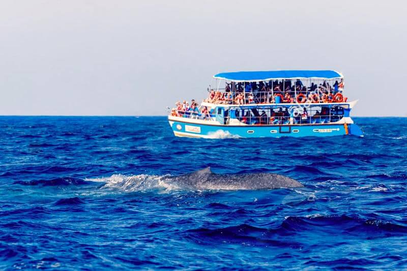 Private Whale Watching Tour in Mirissa